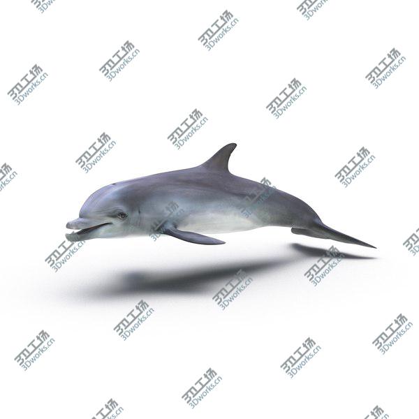 images/goods_img/20210312/Dolphin Rigged for Cinema 4D/2.jpg